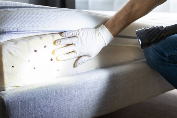 Wasp Removal Services in Rockwell Place, TX